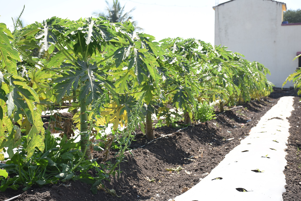 Why Should You Go Organic?