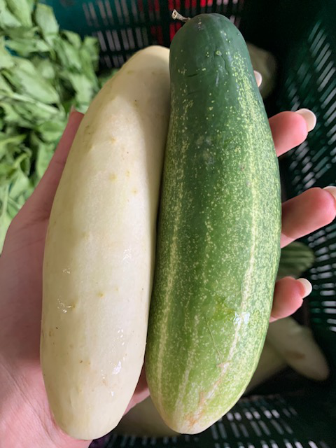 The Bitter Cucumber: What it is, and how you can get rid of it!