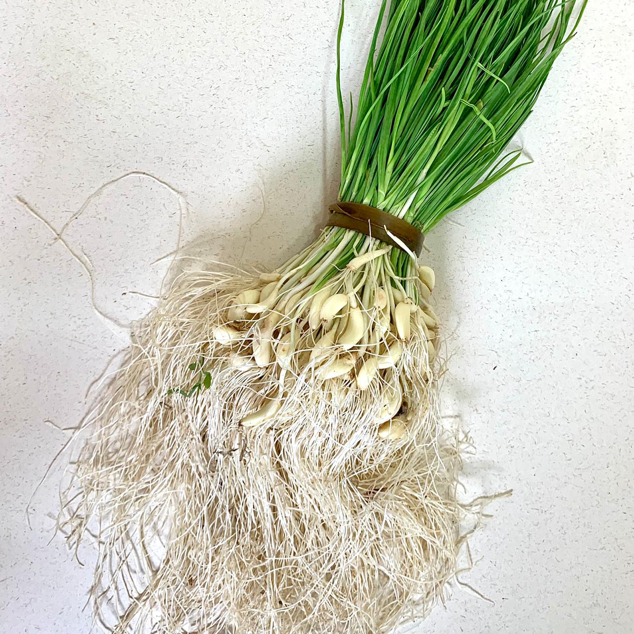 Organic Green Garlic
