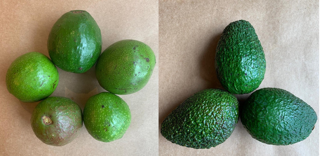 The Indian Avocado vs. Hass Avocado: What’s the difference?
