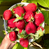 Organic Strawberry (400gms)