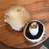 Organic Portobello Mushroom