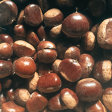 Himalayan Chestnuts